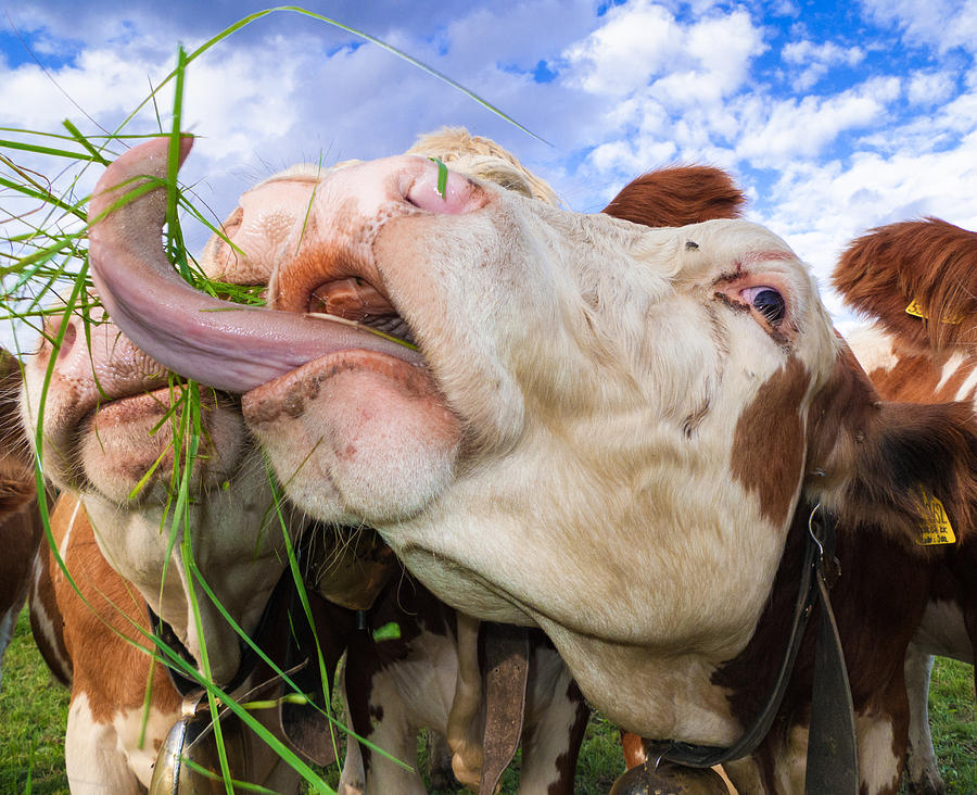 Hungry cow eating grass funny picture Photograph by Matthias Hauser