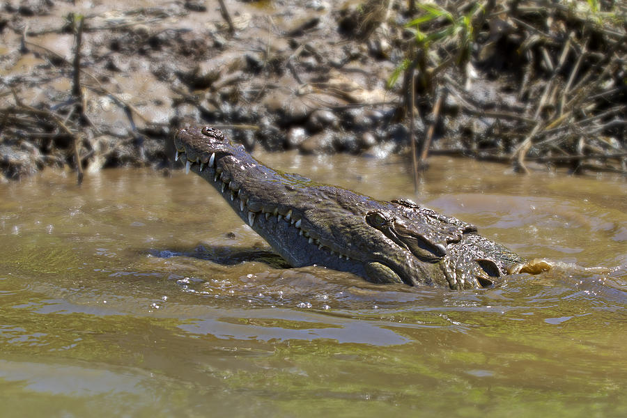 Hungry Croc Photograph by Arthur Dodd