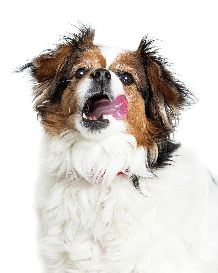 Appetite Photograph - Hungry Crossbreed Dog Tongue Out Open Mouth by Good Focused