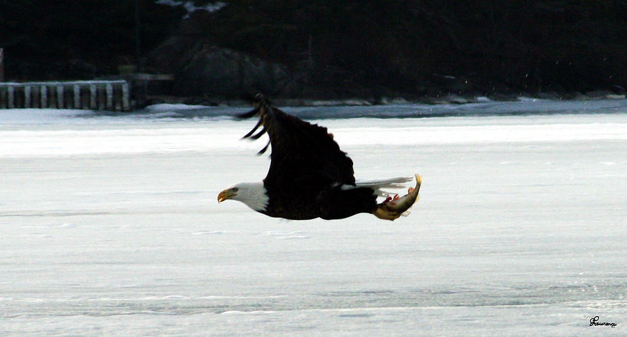 Hungry Eagle Photograph by Andrea Lawrence
