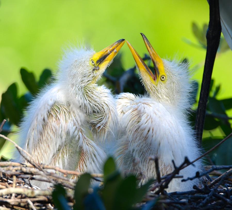 Hungry Egret Chicks Photograph by Richard Bryce and Family
