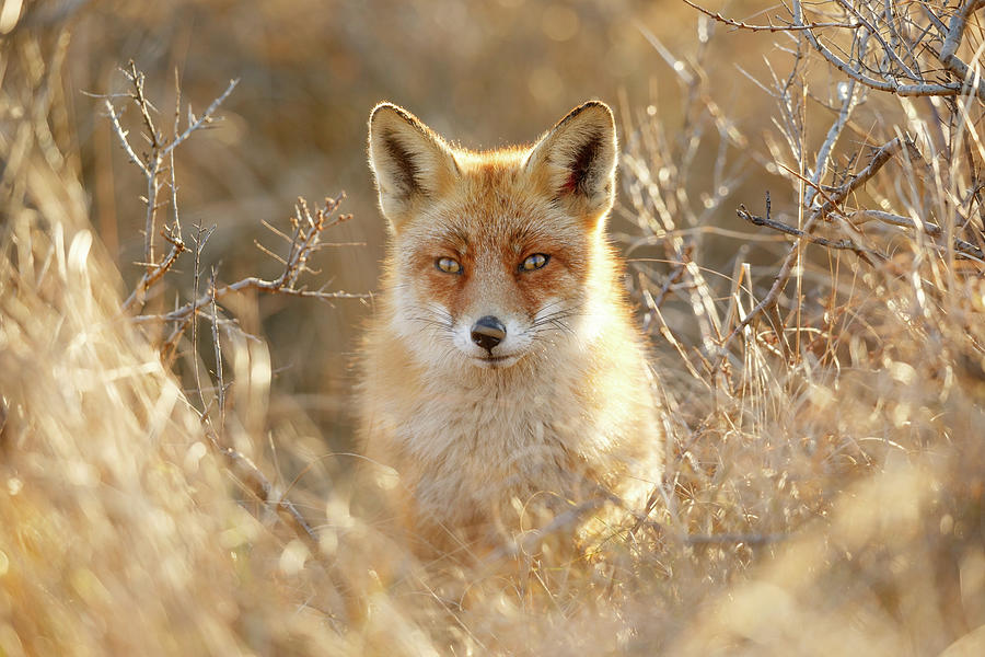 Wildlife Photograph - Hungry Eyes - Red Fox in the Bushes by Roeselien Raimond