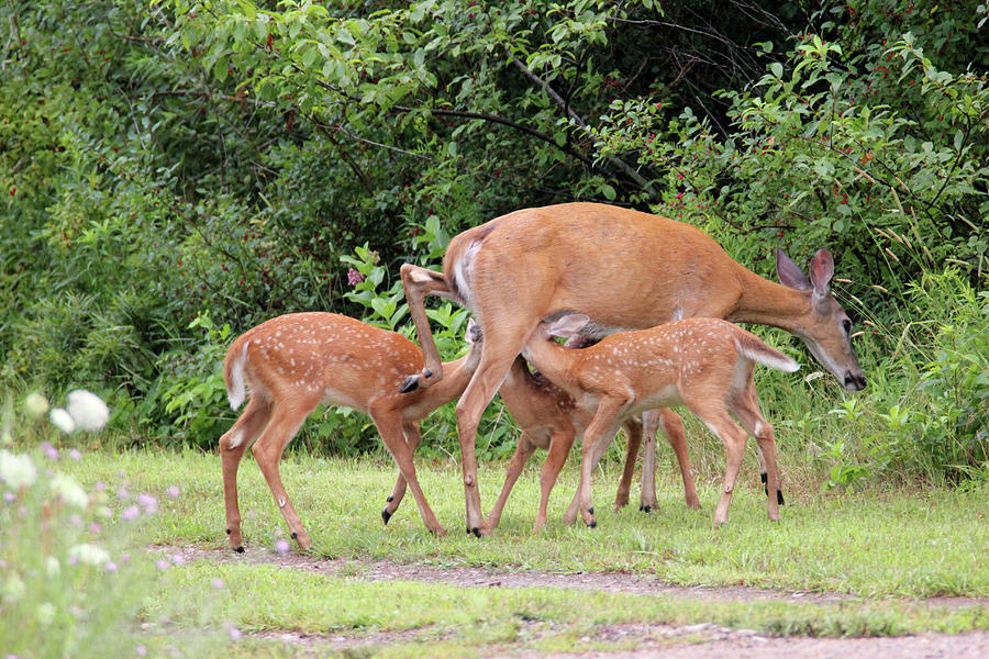 Hungry Fawns Photograph by Brook Burling