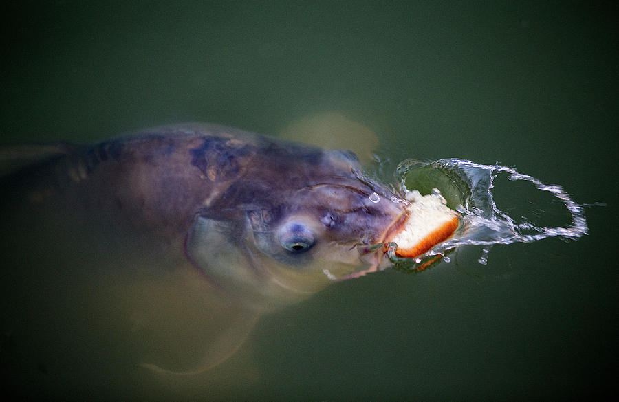 Hungry fish Photograph by Srdjan Petrovic - Fine Art America