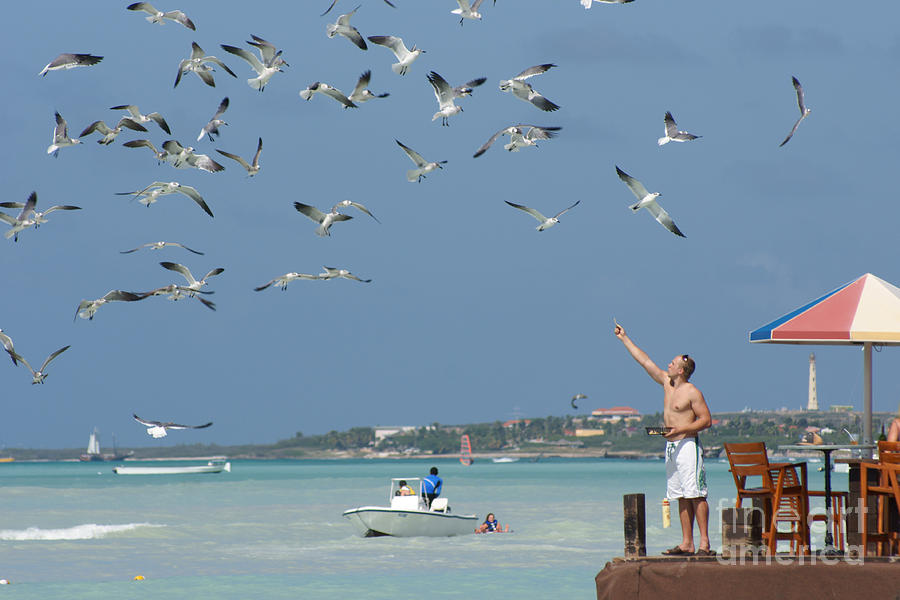 Hungry Flock in Aruba Photograph by David Birchall