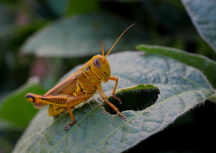 Hungry Grasshopper Photograph by Zachary Maser - Fine Art America