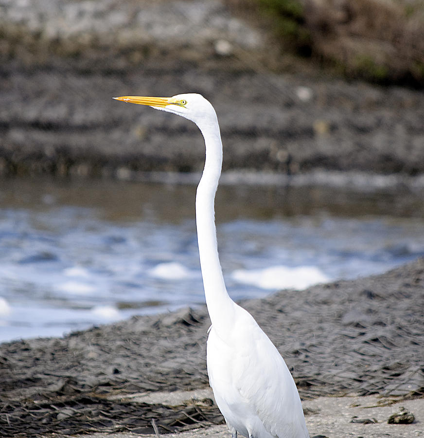 Hungry Great Egret Photograph by Kenneth Albin