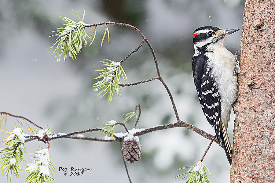 Hungry Hairy Woodpecker Photograph by Peg Runyan