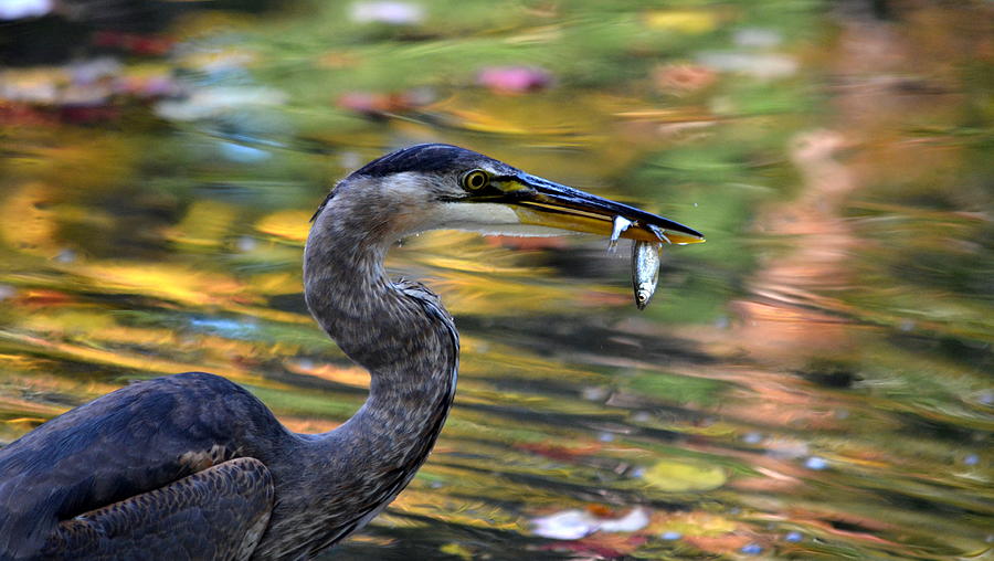 Hungry Heron Photograph by Colleen Phaedra