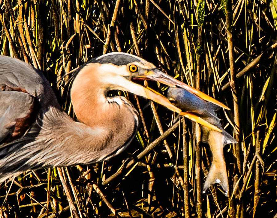 Hungry Heron Photograph by Joe Granita
