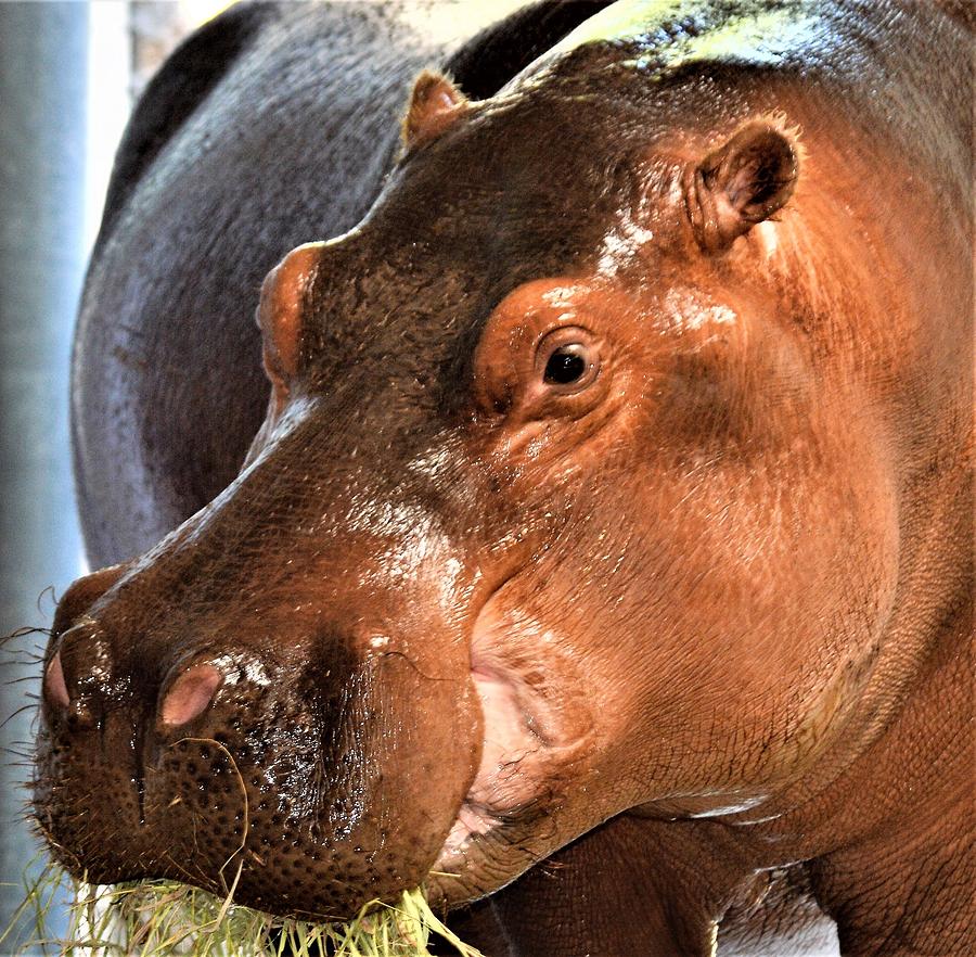 Hungry Hippo Photograph By Linda Benoit Fine Art America