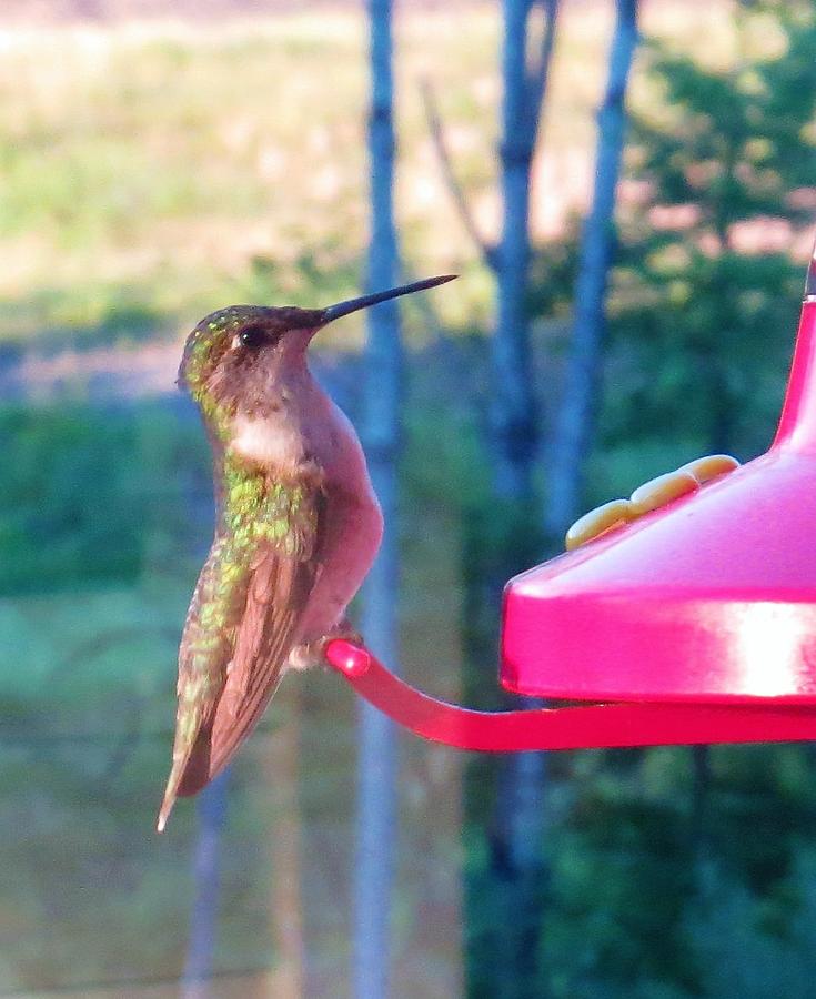 Hungry hummer Photograph by Jeanette Oberholtzer