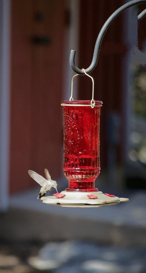Hungry Hummingbird Photograph by Kristina Deane