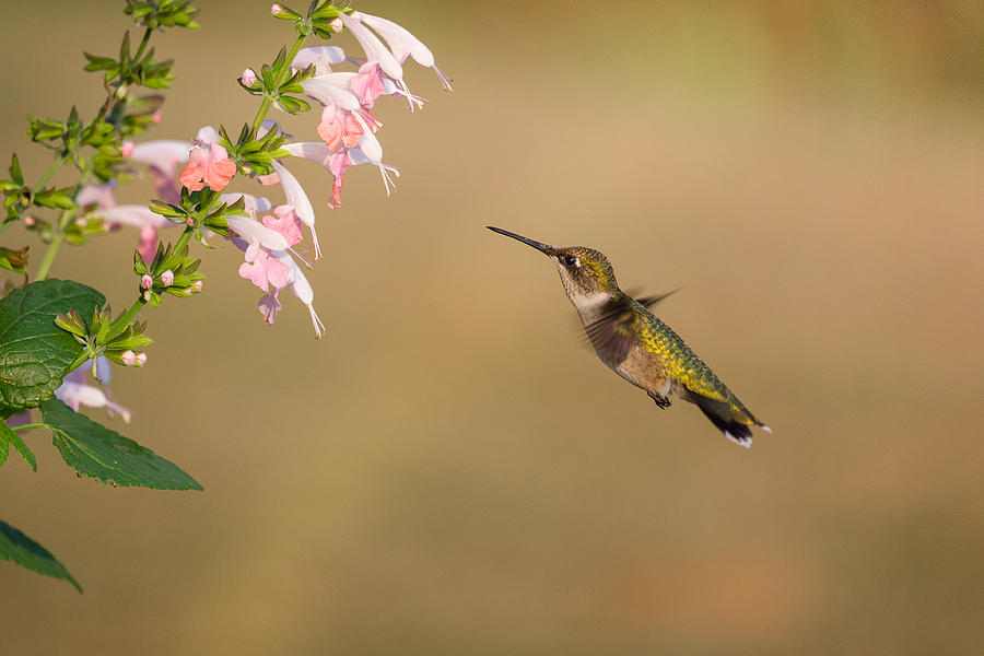 Hungry Hummingbird Photograph by Penny Meyers