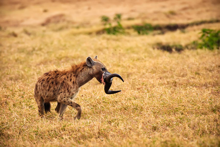 Animal Photograph - Hungry Hyena by Adam Romanowicz