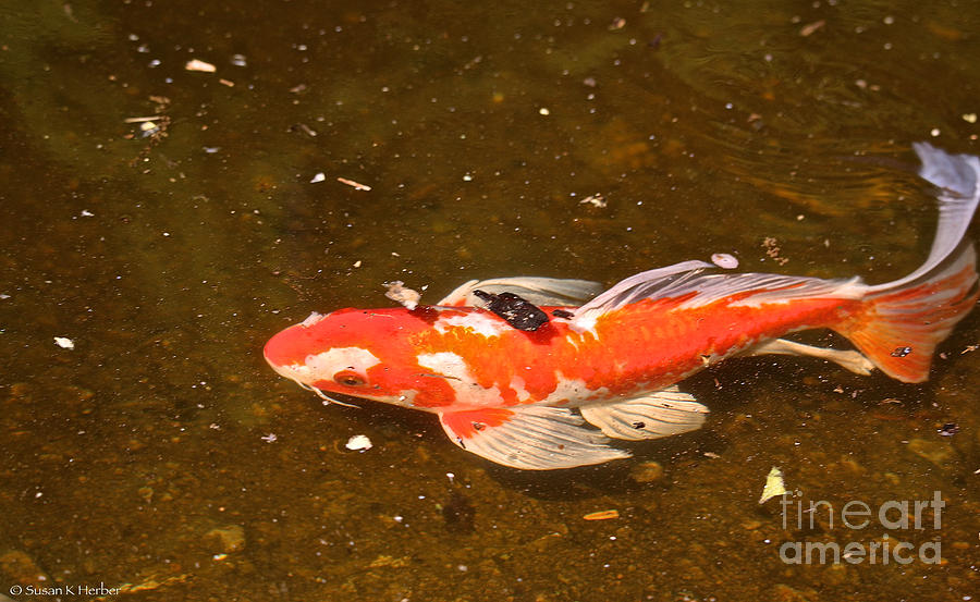 Hungry Koi Photograph by Susan Herber