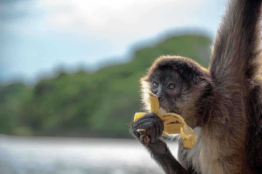 Primate Photograph - Hungry Monkey by Michael Santos Primate Photograph - Hungry Monkey by Michael Santos