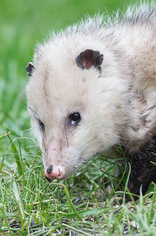 Hungry Opossum Photograph by Jim Zablotny