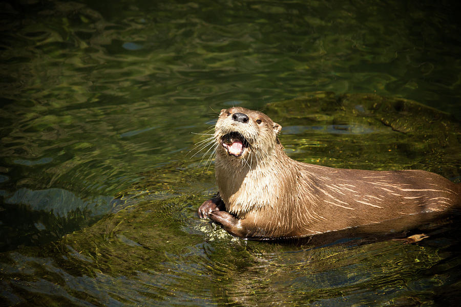 Hungry Otter Photograph by Travis Rogers