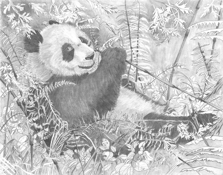 Bear Drawing - Hungry Panda by Dean Herbert