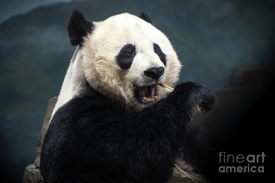 Hungry Panda Photograph by Judy Wolinsky