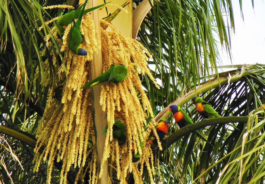 Hungry Parrots Snacking In The Palmtree Photograph by Mark Blauhoefer