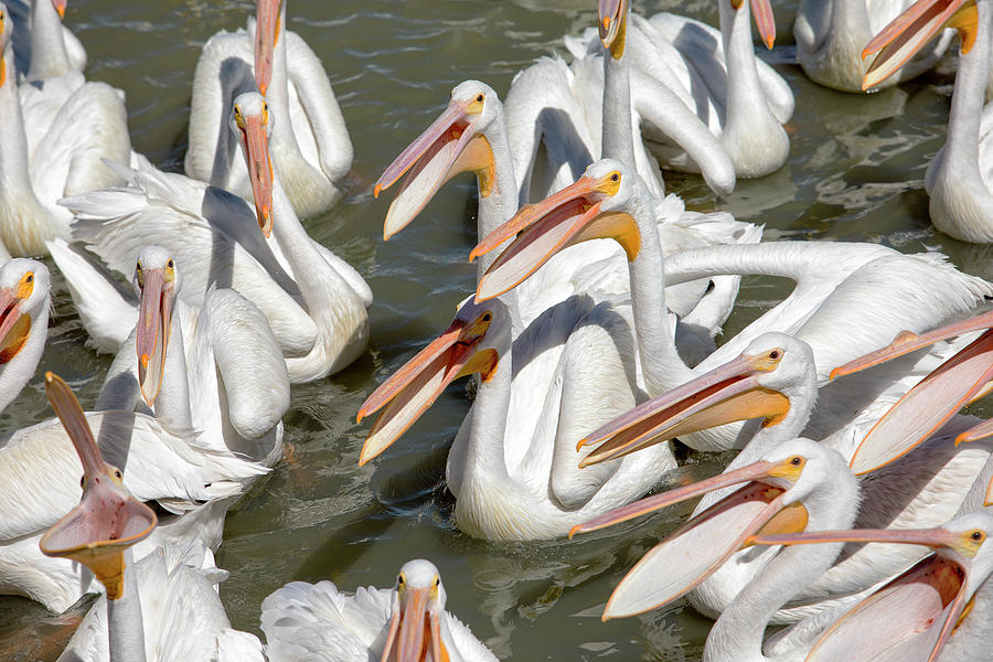 Bird Photograph - Hungry Pelicans by Eunice Gibb