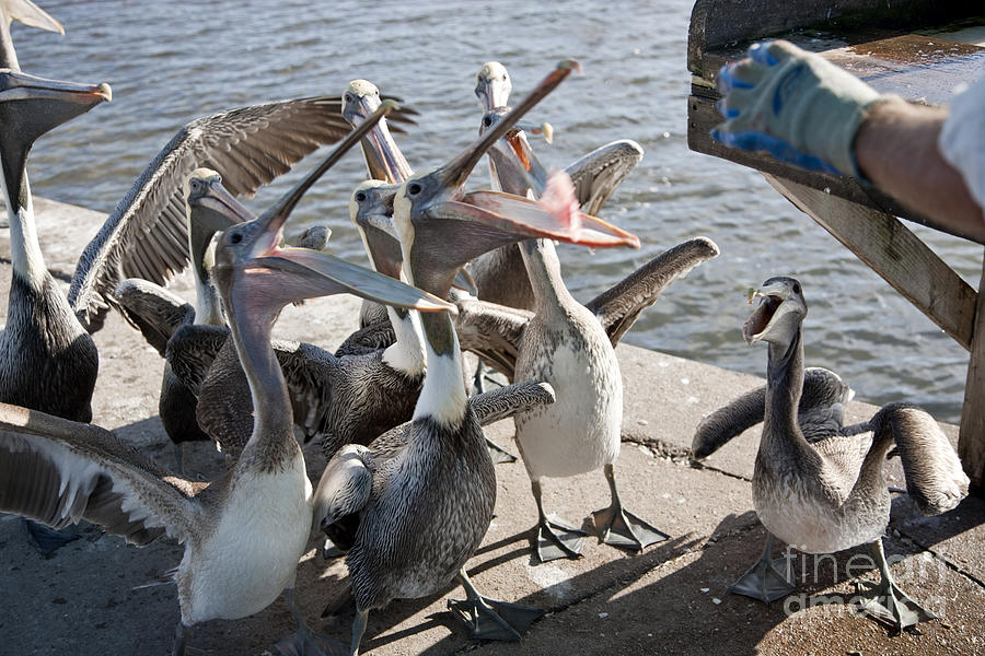 Hungry Pelicans Photograph by Inga Spence