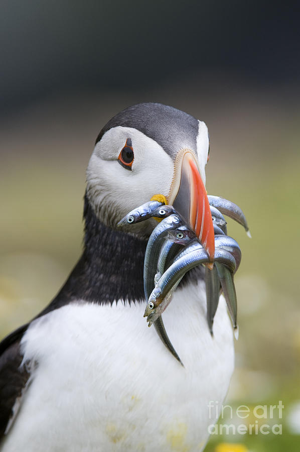 Hungry Puffin Photograph by Tim Gainey