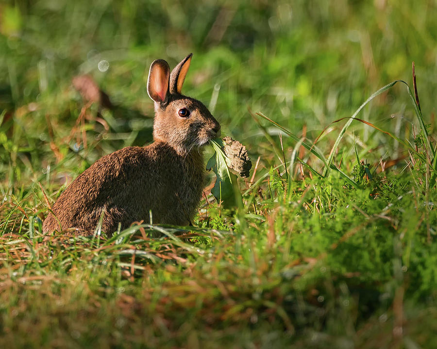Hungry Rabbit Photograph by Bill Wakeley