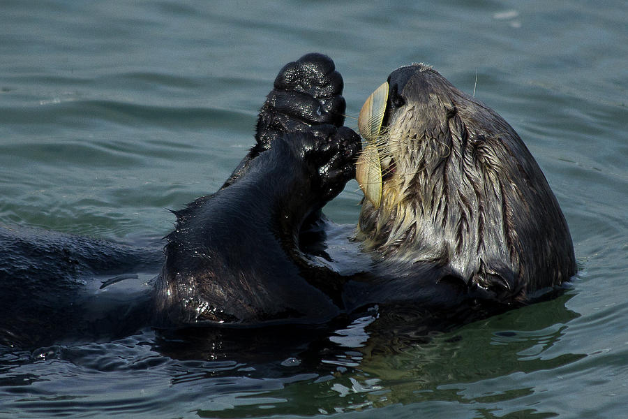 Hungry Sea Otter Photograph by Morgan Wright
