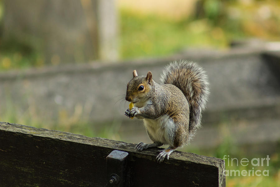 Hungry Squirrel by Fabrizio Malisan Hungry Squirrel by Fabrizio Malisan