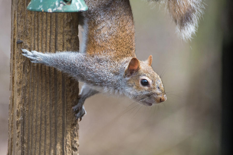Hungry Squirrel  Photograph by Joseph Caban