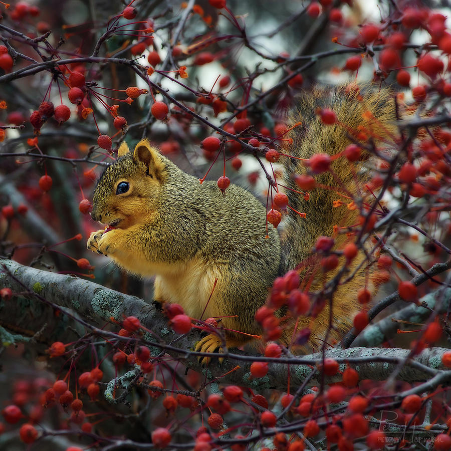 Hungry Squirrel - squirrel dining on  brilliant red crabapples in late autumn Photograph by Peter Herman