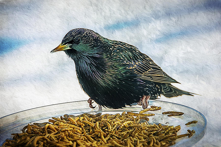 Hungry Starling Photograph by Cathy Kovarik