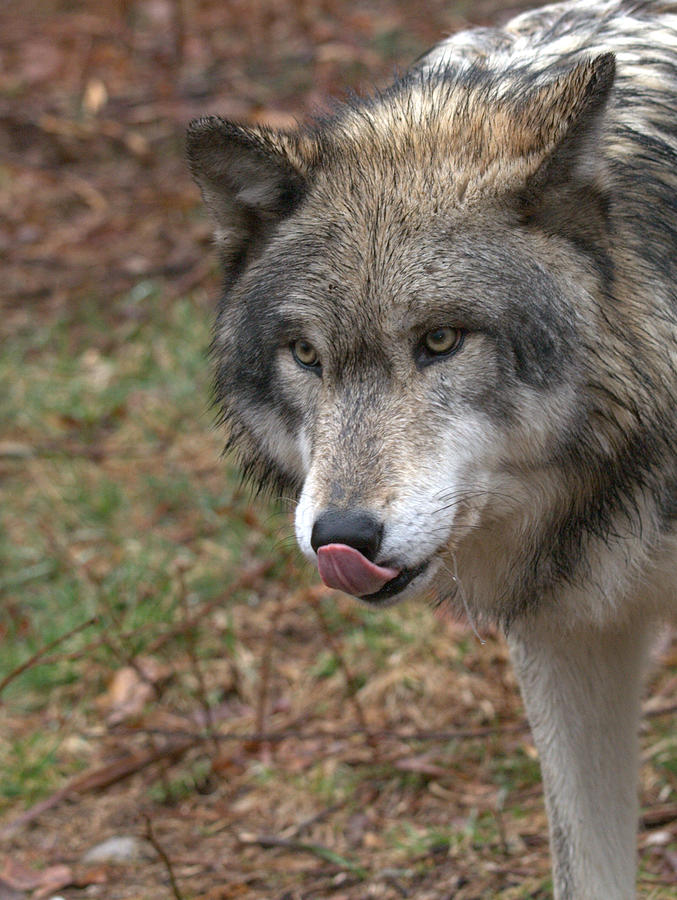 Hungry Wolf Photograph by Jim DeLillo