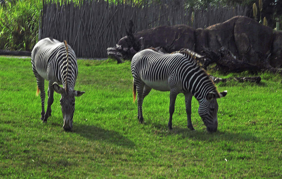 Hungry Zebras Photograph