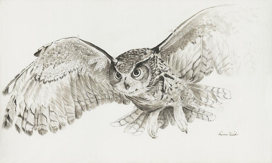 Owl Drawing - Hunter by Donna Hillman Walsh