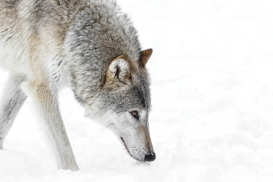 Hunter Grey Wolf Photograph by Athena Mckinzie