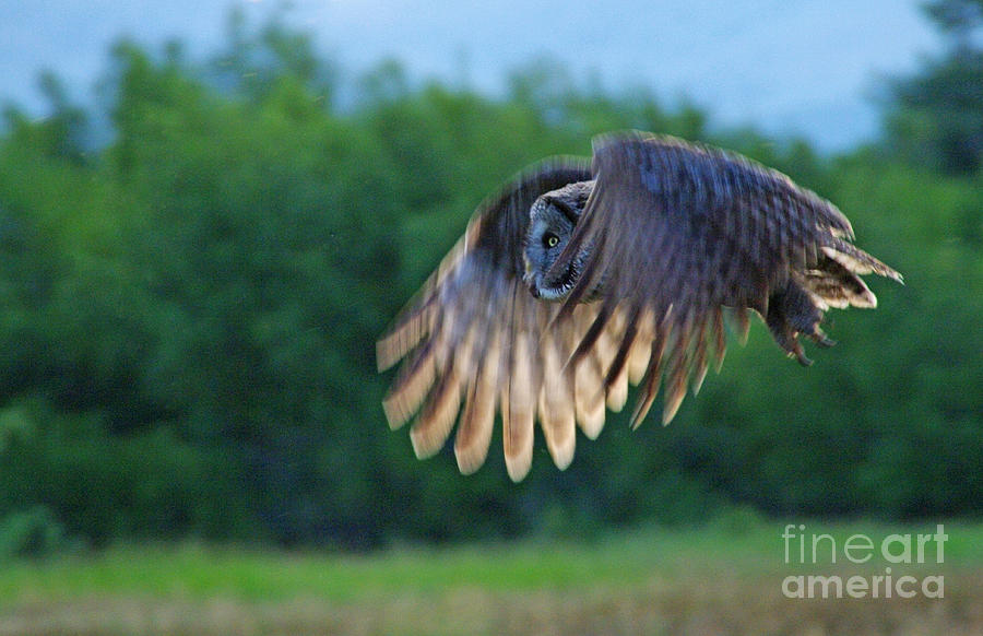 Hunter on Silent Wings Photograph by Katie LaSalle-Lowery