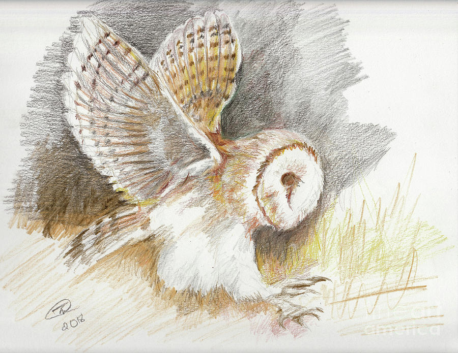 Owl Drawing - Hunter by Trena Guthridge