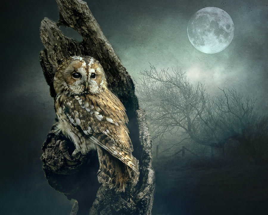 Owl Photograph - Hunters Moon by Brian Tarr