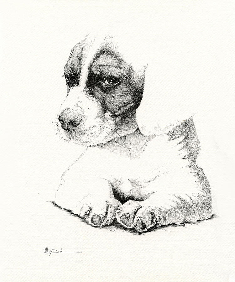 Hunters Pup_pen drawing Drawing by Mary Dove
