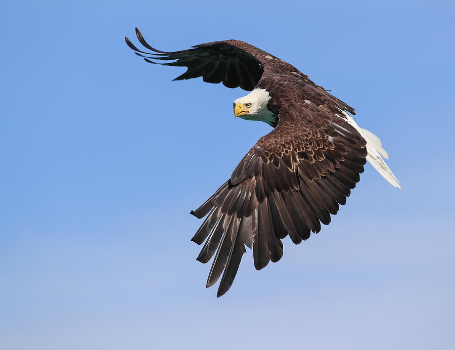 Hunting Bald Eagle Photograph