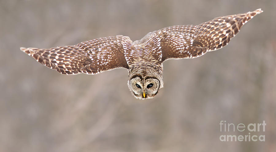Hunting Barred Owl  Photograph by Mircea Costina Photography