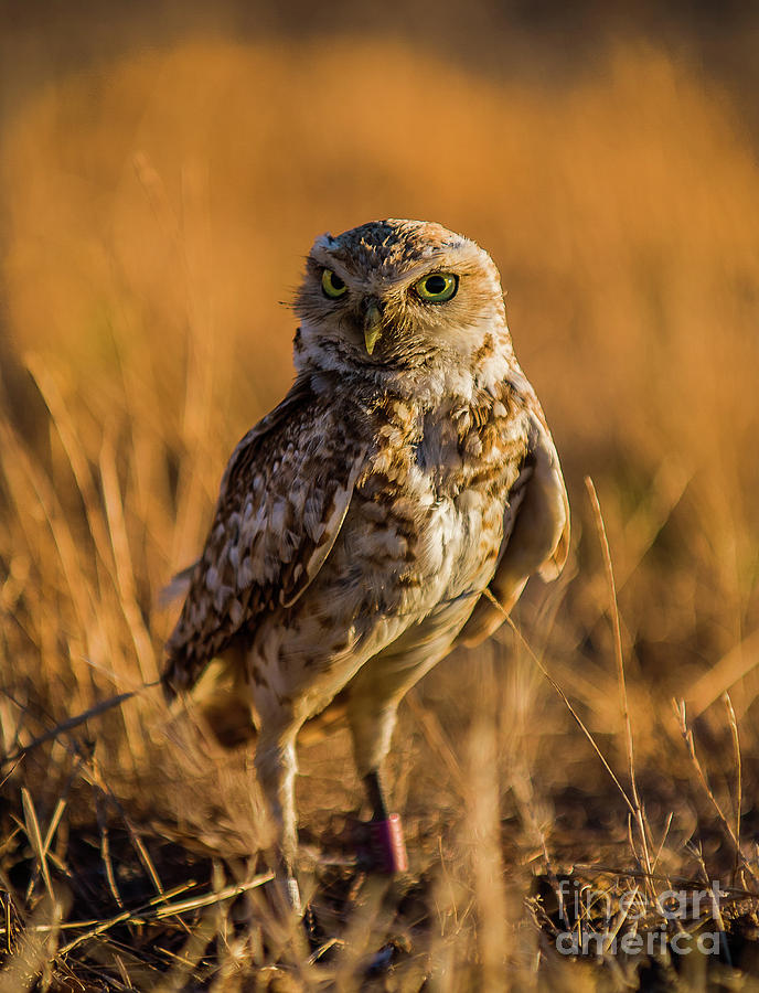 Hunting Burrowing Owl at Sunset Photograph by Dean Birinyi