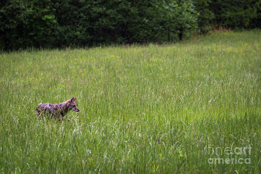 Hunting Coyote Photograph by Andrea Silies