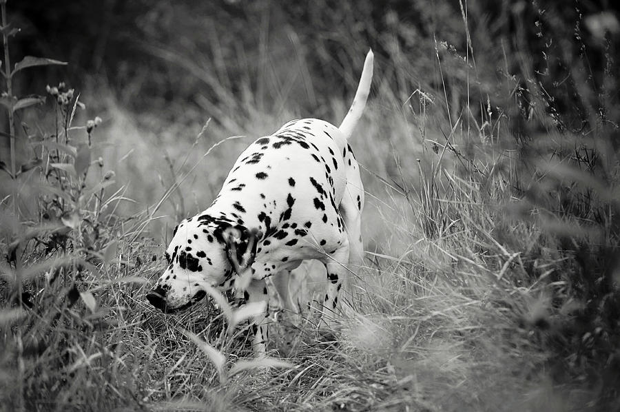 Hunting Dalmatian Photograph by Jenny Rainbow