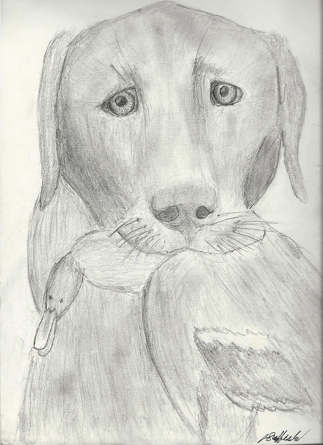Duck Drawing - Hunting Dog by Jacob Sheffield