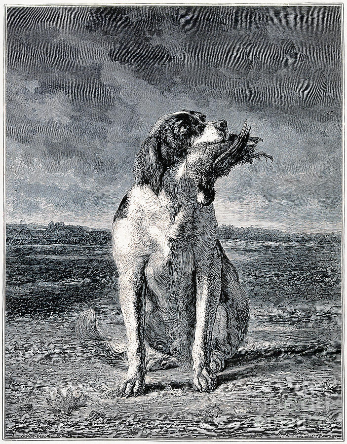 Hunting Dog With Game Bird In Mouth Photograph by Wellcome Images
